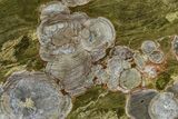 Polished Mushroom Jasper Section - Arizona #378032-1